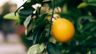 Tree orange leaves bokeh depthwater - boetius adamsz bolswert free wallpaper for desktop