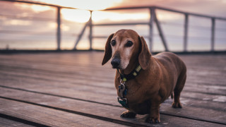 Dog sunset deck blurry tiltshift - a wooden deck free wallpaper