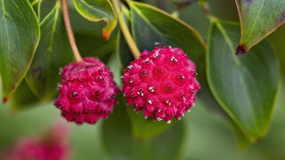 Pink rose water drops macro 2 - a few drop of water free wallpaper