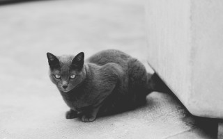 Sad cat wall gray scale - canon 5 0 mm free wallpaper for desktop