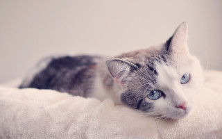 Sad blue eyed cat on - a pastel free wallpaper