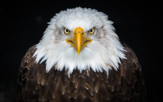 Bald eagle white head yellow - a white head free wallpaper