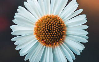 White flower yellow center macro 12 - the center of the flower free wallpaper