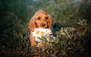 Dog daisies sad outdoor flower - a bunch of daisies free wallpaper