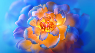 Flower blue background yellow center - a close up of a flower free wallpaper for desktop