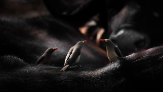 Three birds black fur black - three bird free wallpaper