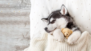 Puppy sleeping teddy bear bed - his lap free wallpaper for desktop