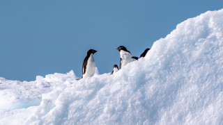Penguins snowy hill minimalism award - the camera and the other free wallpaper for desktop
