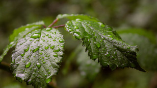 Green leaf water drops bokeh 8 - a green leaf free wallpaper