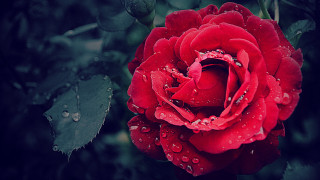 Red rose water droplets dark 5 - petal free wallpaper for desktop