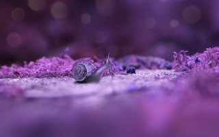 Purple scallop snail bokeh cherry - purple flower free wallpaper