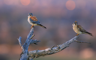 Birds branch grass trees moon - two bird free wallpaper for desktop