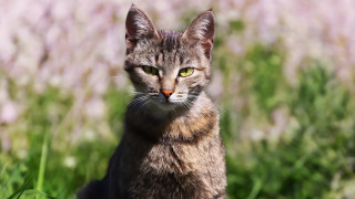 Cat green eyes grass bokeh - a green eye free wallpaper