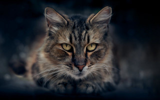 Cat yellow eyes portrait animal - a black background and a blurry background behind free wallpaper