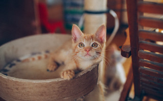 Kitten bowl table chair photorealistic - a wooden chair free wallpaper