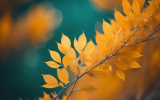 Branch yellow leaves autumn nature - elinor proby adams free wallpaper