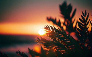 Sunset tree branch water orange - orange sun free wallpaper