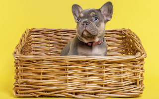 Small dog basket yellow background - collar free wallpaper