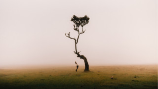 Lone tree foggy field birds - a foggy sky in the background free wallpaper