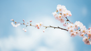 Branch white flowers blue sky - bloom free wallpaper for desktop