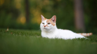 Cat grass serious shift focus - a serious look free wallpaper