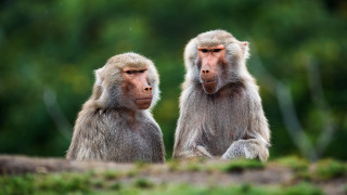 Monkeys grass trees blurry bokeh - a field of grass and trees free wallpaper for desktop