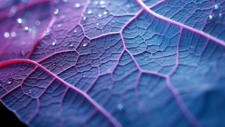 Leaf water droplets purple blue - a close up of a leaf free wallpaper
