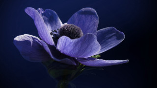Purple flower dark background closeup - the image free wallpaper for desktop