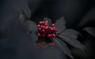 Berry close up leaves blurry - the background and a blurry background free wallpaper