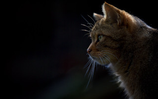 Black cat portrait sharp teeth - the distance free wallpaper