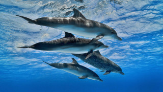 Dolphins ocean underwater sunlight fish - photograph free wallpaper for desktop