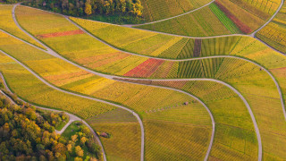 Large field trees road aerial - the middle of the day free wallpaper
