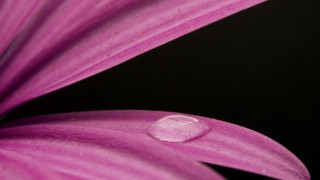 Purple flower water droplets moon - a drop of water free wallpaper for desktop