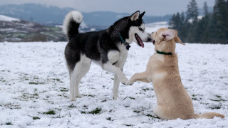 Dogs playing snow mountains shiba - their mouth free wallpaper for desktop