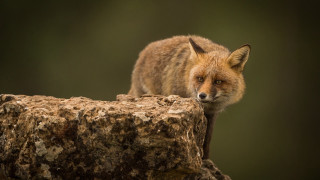 Red fox concerned portrait macro - a rock free wallpaper for desktop