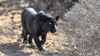 Black panther walking dry brush - a black panther free wallpaper