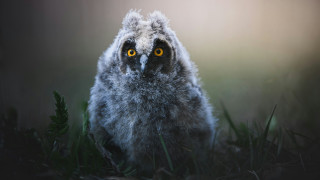 Bird yellow eyes owl grass - a flemish baroque free wallpaper for desktop