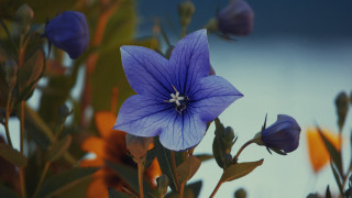 Blue flower green leaves clouds - ann thetis blacker free wallpaper for desktop