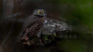 Small owl yellow eyes branch - a small owl free wallpaper