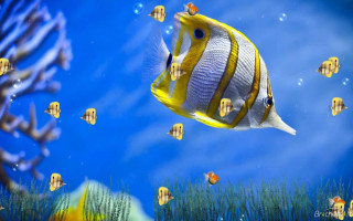 Fish swimming ocean blue sky 5 - cloud and water free wallpaper