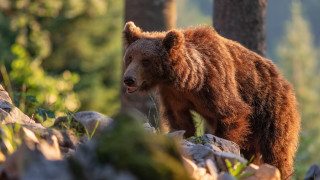 Brown bear forest wildlife photorealistic - a brown bear free wallpaper for desktop