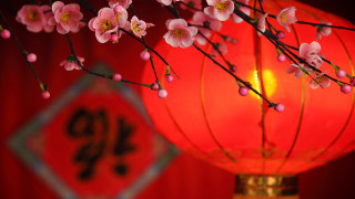 Red lantern pink cherry blossoms - rich color free wallpaper
