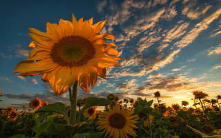 Sunflower blue sky clouds dusk - a sunflower free wallpaper