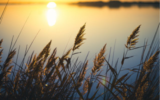 Sunset lake tallgrass tranquil berndfasching - the foreground and a body of water free wallpaper for desktop