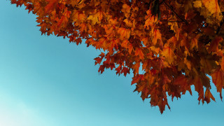 Orange leaves tree blue sky - benoit b. mandelbrot free wallpaper
