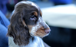 Dog white brown spot leg - spot free wallpaper