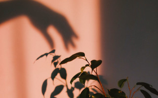 Plant shadow hand wall blur - a wall behind free wallpaper