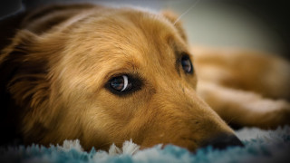 Dog blue rug sad eyes - dof free wallpaper for desktop