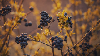 Plant berries yellow leaves macro - yellow leaf free wallpaper