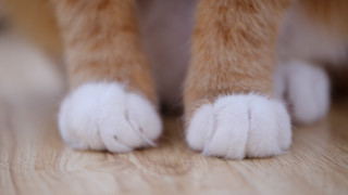 Cat paws wooden floor closeup - a wooden floor free wallpaper